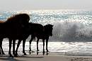 assateague_ponies_1.jpg