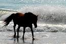 assateague_ponies_3.jpg