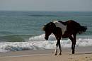 assateague_ponies_4.jpg