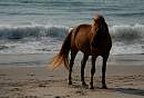 assateague_ponies_5.jpg