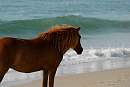 assateague_ponies_6.jpg