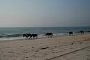 assateague_ponies_7.jpg