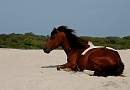 assateague_ponies_8.jpg