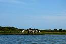 chincoteague_ponies_1.jpg