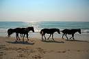 chincoteague_ponies_2.jpg