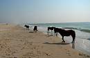 chincoteague_ponies_3.jpg