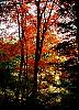 bearcreek_fall_tree.jpg